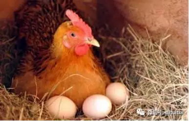 養(yǎng)殖土雞到底應(yīng)該賣(mài)蛋還是賣(mài)肉 河南寶林生物科技有限公司