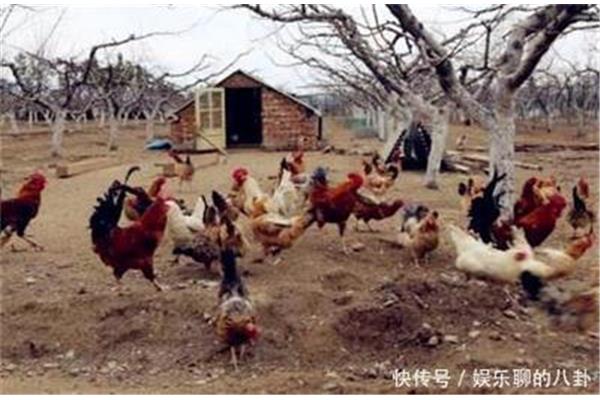 國(guó)家對(duì)養(yǎng)雞的扶持政策,規(guī)?；B(yǎng)雞扶持政策