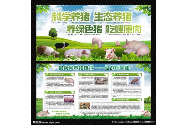 養(yǎng)豬知識(shí),面色紅潤(rùn)養(yǎng)豬知識(shí)