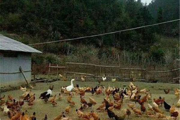 養(yǎng)雞需要注意什么,首頁(yè)養(yǎng)雞需要注意什么