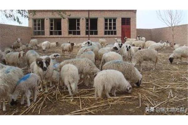 農(nóng)村養(yǎng)羊有補(bǔ)貼嗎,國(guó)家對(duì)養(yǎng)羊有什么新政策?
