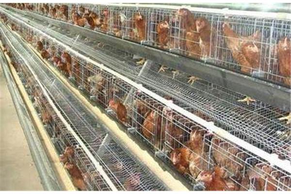 籠養(yǎng)雞,籠養(yǎng)肉雞如何管理?
